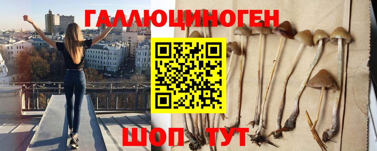 Галлюциногенные грибы Psilocybine cubensis Боровичи